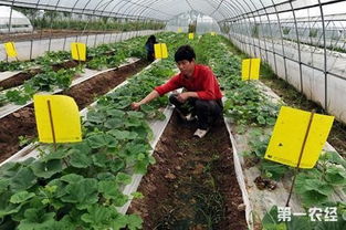 天津将大力推广绿色防控技术