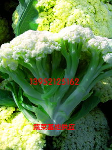 代理花椰菜,徐州有机花菜销售基地–