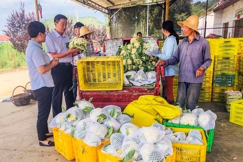 优商贷 助蔬菜小微工商户发展