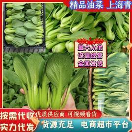 江苏淮安清江浦区淮安小董蔬菜代收精品店 - 一亩田