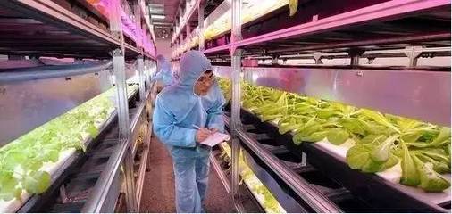 颠覆!衢州有家植物工厂种菜,不用阳光、土壤、农药…可直接生吃