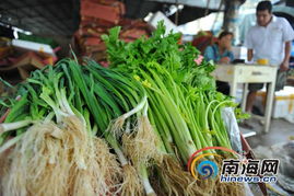 大量岛外蔬菜进入海南市场 海口菜价开始回落